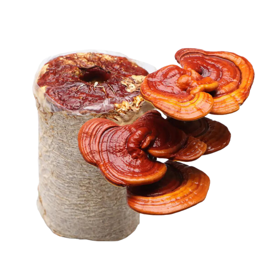 Red Reishi Mushroom Grow Kit 2.5kg