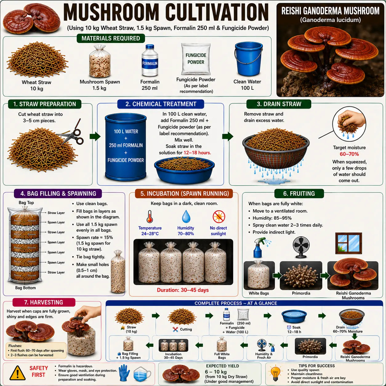 Reishi Ganoderma Mushroom Grain Spawn 1.5kg (102)