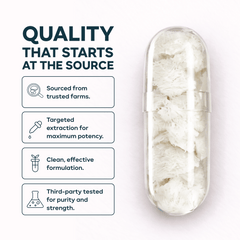 Lion’s Mane Capsules 1000mg for brain health in Pakistan