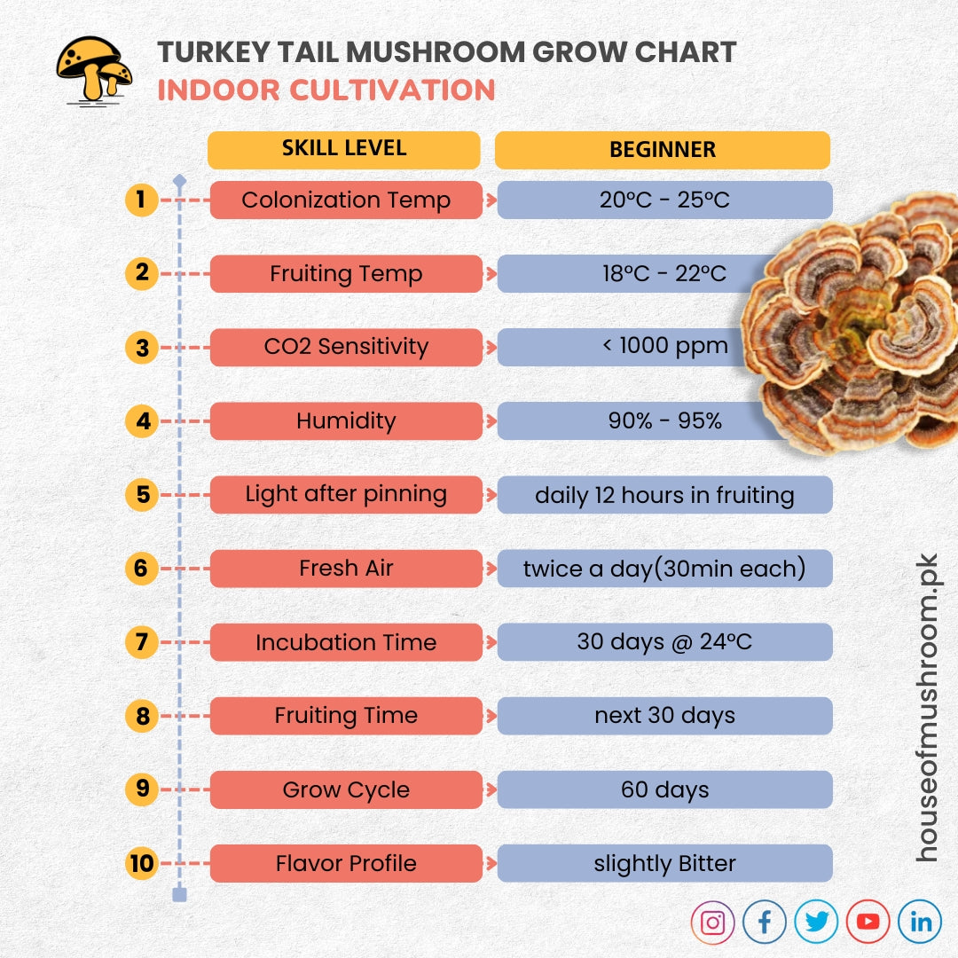 TURKEY TAIL MUSHROOM GRAIN SPAWN 1.5KG (160)
