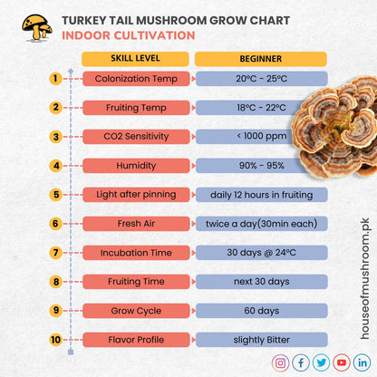 Turkey Tail Mushroom Grain Spawn 1.5kg (160)