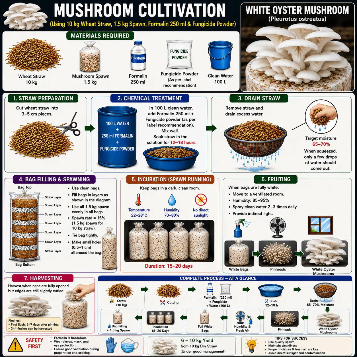 White Oyster Mushroom Grain Spawn 1.5kg - Premium Quality (410)