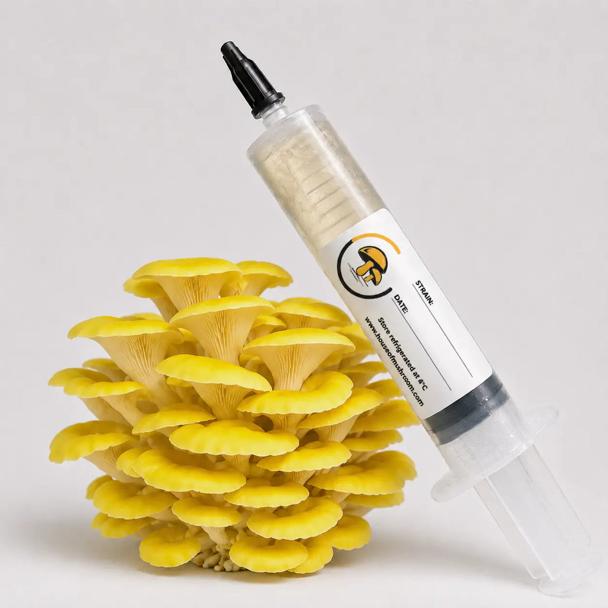 Golden Oyster Mushroom Liquid Culture – 10cc Syringe | Pleurotus Citrinopileatus Strain (462)