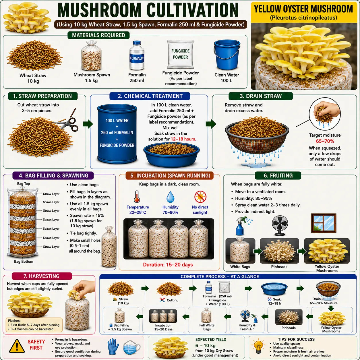 Yellow Oyster Mushroom Grain Spawn 1.5kg (462)