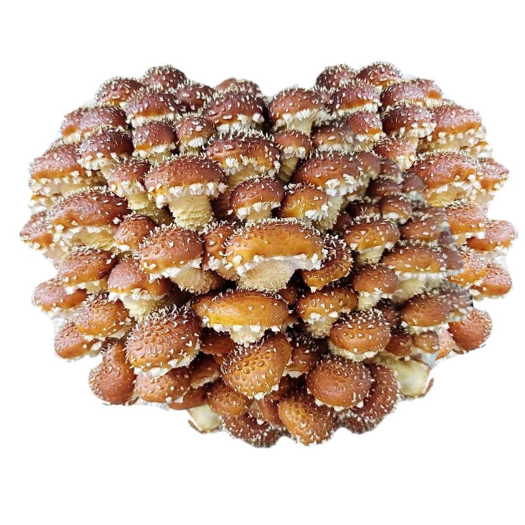 French Chestnut Mushroom Grain Spawn 1.5kg (920) - House of Mushroom