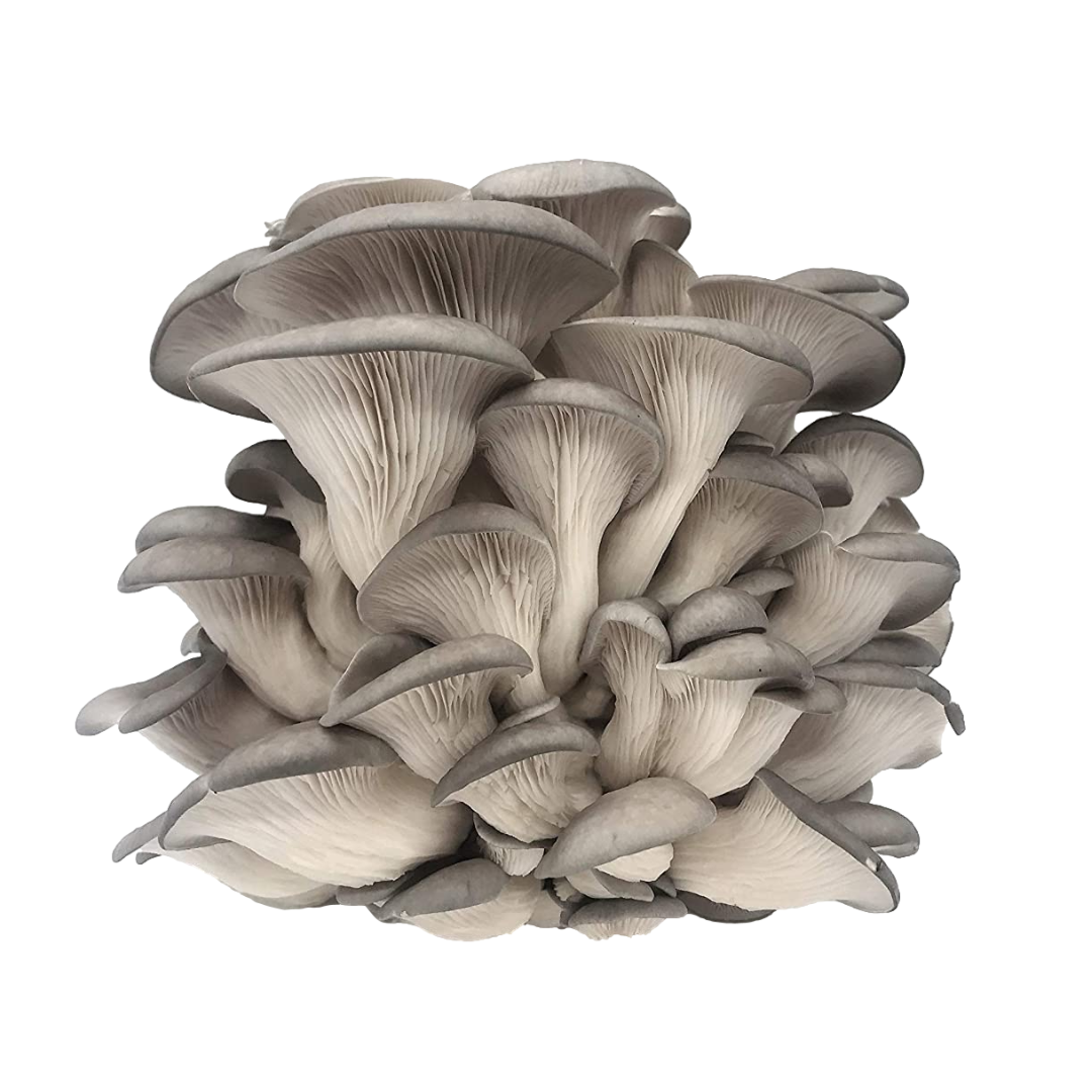 Grey Oyster Mushroom Grain Spawn (420) - House of Mushroom