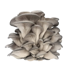 Grey Oyster Mushroom Grain Spawn (420) - House of Mushroom