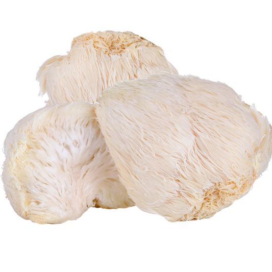 Lion’s Brain Mushroom Grain Spawn 1.5kg (115) - House of Mushroom
