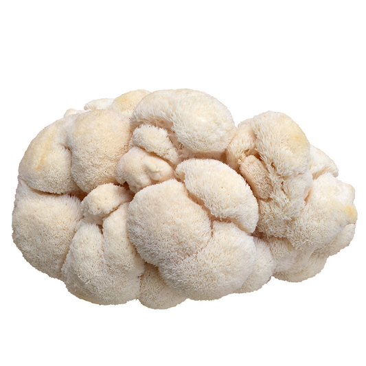 Lion's Mane Mushroom Grain Spawn 1.5kg (110) - House of Mushroom