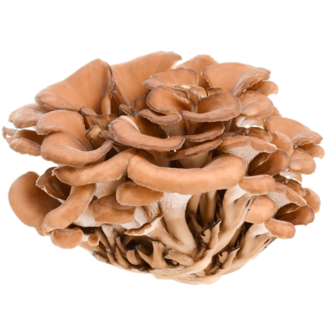 Maitaike Mushroom Grain Spawn 1.5kg (170) - House of Mushroom