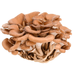 Maitaike Mushroom Grain Spawn 1.5kg (170) - House of Mushroom