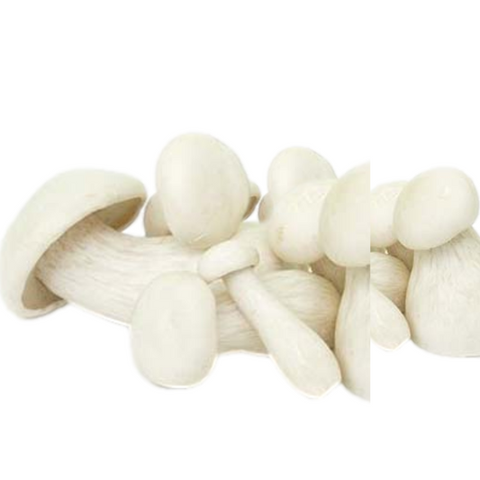Milky Mushroom Grain Spawn 1.5kg (466) - House of Mushroom