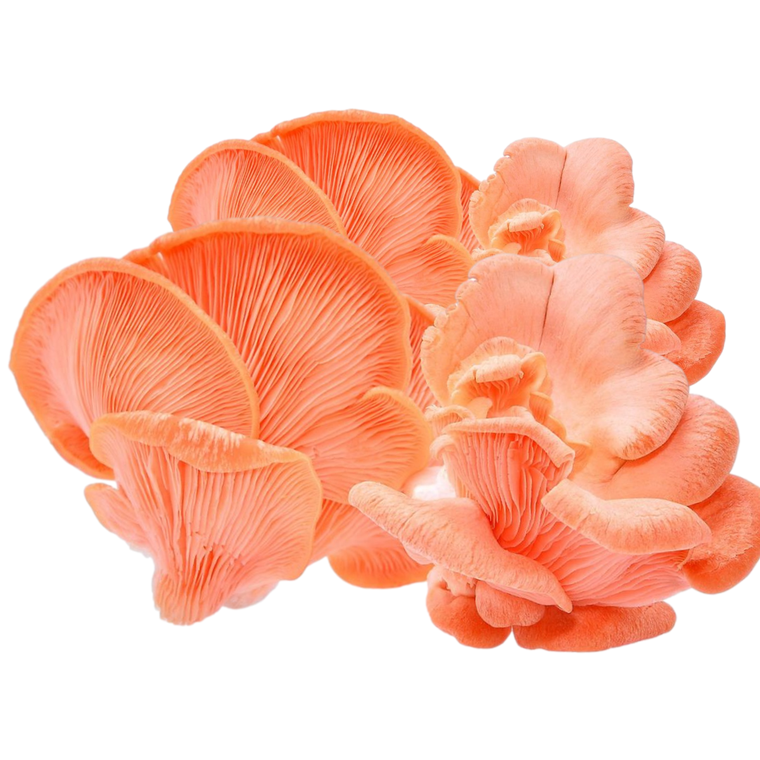 Pink Oyster Mushroom Grain Spawn 1.5kg (450) - House of Mushroom