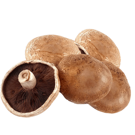 Portabella Mushroom Grain Spawn 1.5kg (511) - House of Mushroom