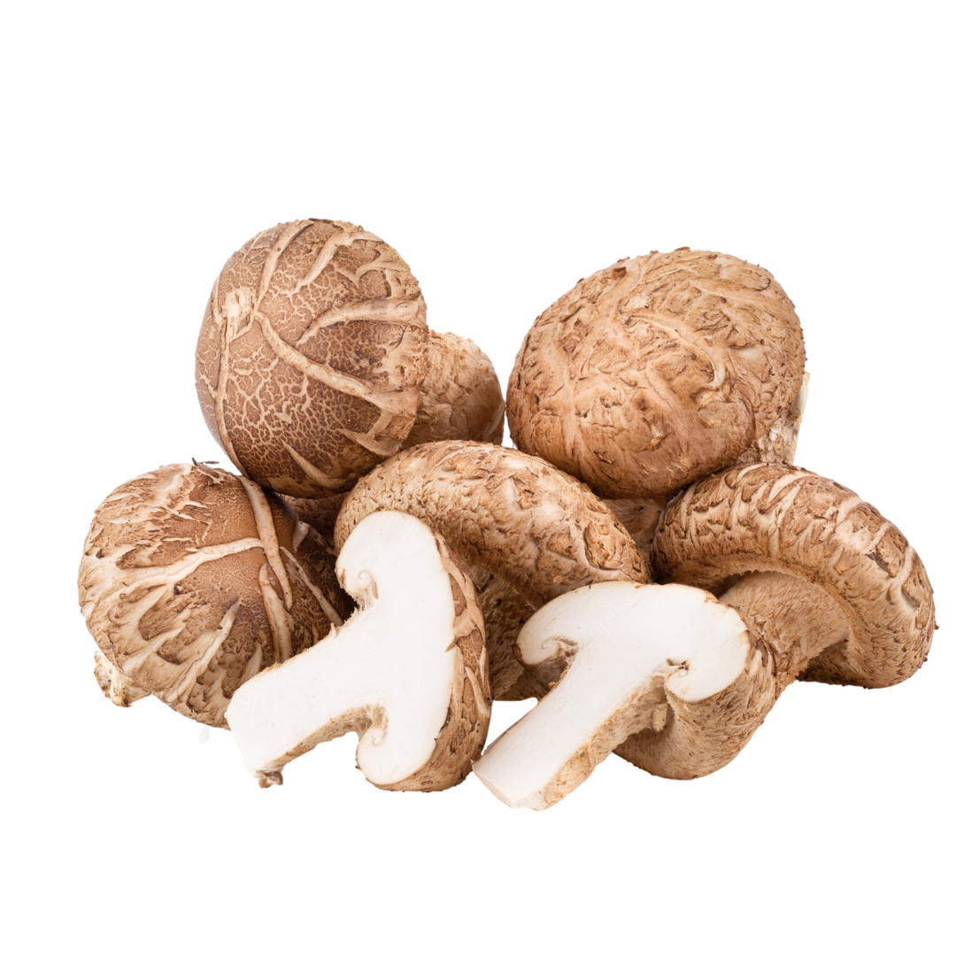 Shiitake Verstile Mushroom Grain Spawn 1.5kg 951 - House of Mushroom