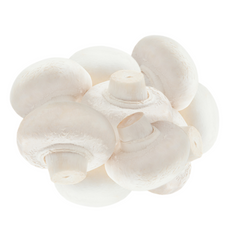 White Button Mushroom Grain Spawn 1.5kg (599) - House of Mushroom