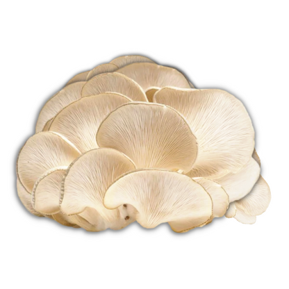 White Oyster Mushroom - Raw