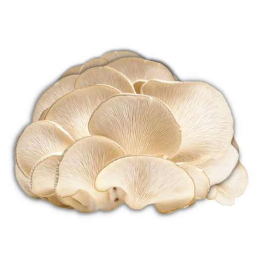 White Oyster Mushroom Grain Spawn 1.5kg (410) - House of Mushroom
