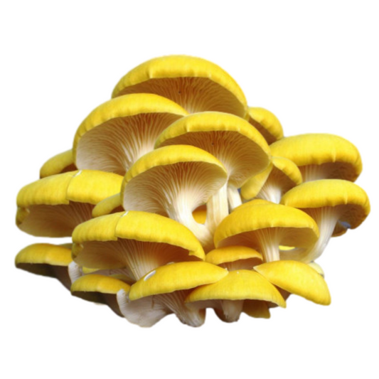 Yellow Oyster Mushroom Grain Spawn 1.5kg - House of Mushroom