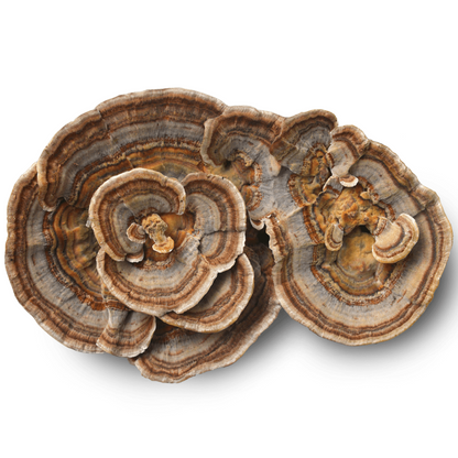 Turkey Tail Mushroom Grain Spawn 1.5kg (160) - House of Mushroom